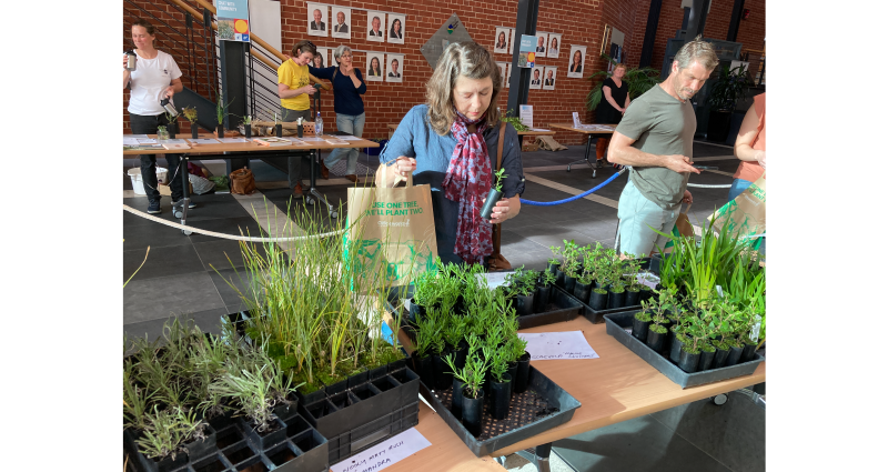 Verges Alive with the CCS 2021